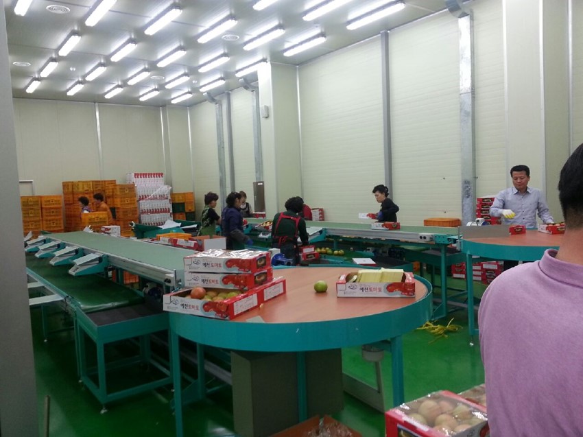3.예천군 농산물 산지유통센터,토마토 공동선별을 첫 시작으로 본격 가동